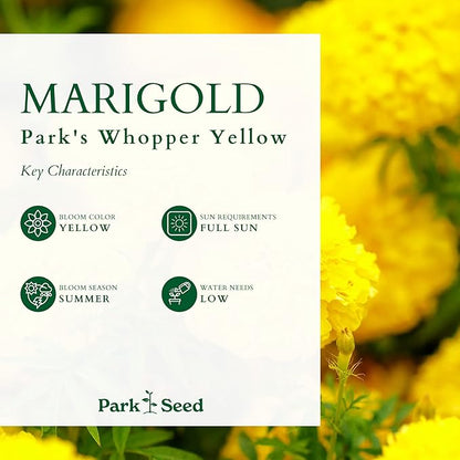 Park Seed Whopper Yellow Marigold Flower Seeds – Giant 4-Inch Fully Double Blooms, Botrytis-Tolerant and Sturdy, Long-Lasting Summer Color for Beds, Borders, or Containers – Pack of 25