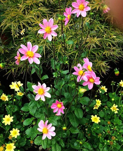 100+ Perennial Mixed Mini Dahlia Pompon Flower Seeds for Planting Ourdoor Beautiful Heirloom