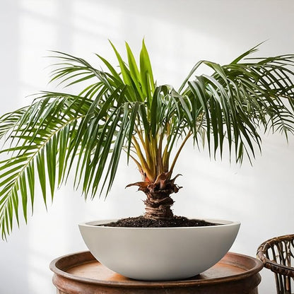 6.9" H x 19.7" D Round Bowl Fiberstone Planter for Succulent and Lotus with Drainage Hole, Smooth Finishes, Weather Resistant, Included 2 Extra Coco Mats (Taupe, 17.9" Pot Opening)