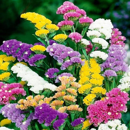 Wavyleaf Sea Lavender (Limonium, Statica) Mix Seeds Annual Flowers Herbs for Planting Non GMO 80 Seeds