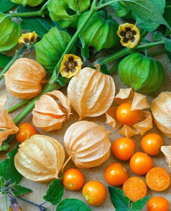 200+ Seeds Strawberry Ground Cherry - Physalis - Vegetable Orange