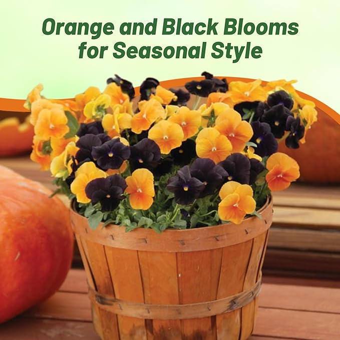Outsidepride Panola Halloween Mix Viola Pansy Seeds for Planting - 50 Pcs. Biennial, Cold-Hardy & Pollinator Friendly Flowers with Fragrant Blooms for Garden Beds, Borders & Container Displays