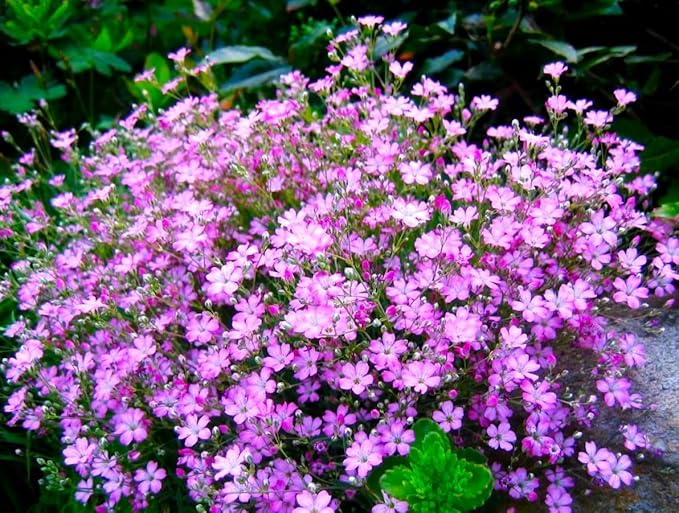 Seeds Pink Creeping Baby's Breath 1000+ Seeds to Grow Perennial Spreading Gypsophila Perfect Groundcover or Cascade Over Walls