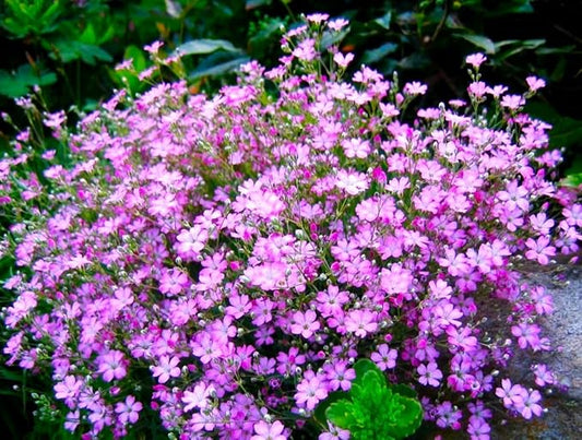 Seeds Pink Creeping Baby's Breath 1000+ Seeds to Grow Perennial Spreading Gypsophila Perfect Groundcover or Cascade Over Walls
