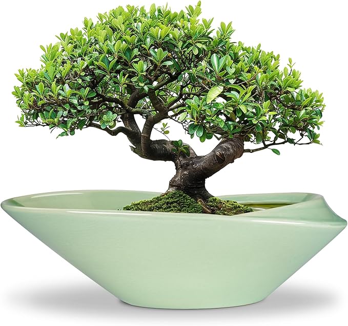 Ceramic Bonsai Pot - 18 Inch Planter with Drainage Hole Large Modern Bonsai Planter Decorative Succulent Flower Plant Pot for Indoor Plants Outdoor Green