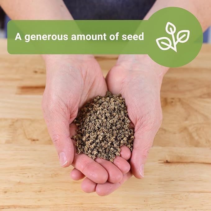 Sow Right Seeds - Bulk Detroit Dark Red Beet Seeds for Planting - 1 Ounce, 1600 Seeds - Non-GMO Heirloom Jumbo Pack with Instructions to Grow an Outdoor Home Vegetable Garden - Always Have Beets