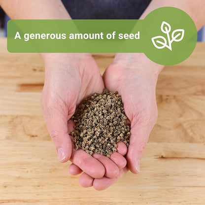 Sow Right Seeds - Bulk Detroit Dark Red Beet Seeds for Planting - 1 Ounce, 1600 Seeds - Non-GMO Heirloom Jumbo Pack with Instructions to Grow an Outdoor Home Vegetable Garden - Always Have Beets