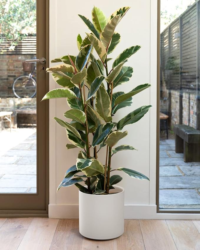 LE TAUCI 12 Inch Pot for Plants, Ceramic Planters for Indoor Plants, Mid-Century Modern Cylinder Flower Pots with Drainage Hole, Fits Fiddle Leaf Fig & Monstera, Home Decor, White
