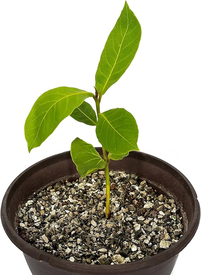 Gardenera Horticultural Organic Vermiculite - Medium Grade - Natural Soil Additive for Potted Plants - Orchids - Hydroponics - Terrariums (5 Quart)