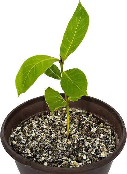 Horticultural Organic Vermiculite for Plants - Medium Grade - Natural Soil Additive for Gardening, Houseplants, Mushrooms, Potted Plants, Hydroponics, Terrariums (5 Quart)