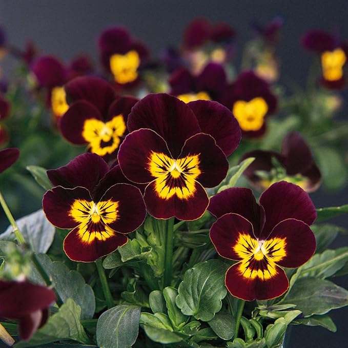 Outsidepride Bambini Mix Viola Pansy Seeds for Planting - 1000 Pcs. Perennial, Cold-Hardy & Pollinator Friendly Flowers with Fragrant Blooms for Garden Beds, Borders & Container Displays