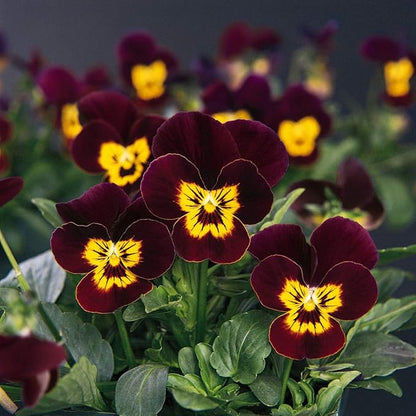 Outsidepride Bambini Mix Viola Pansy Seeds for Planting - 1000 Pcs. Perennial, Cold-Hardy & Pollinator Friendly Flowers with Fragrant Blooms for Garden Beds, Borders & Container Displays