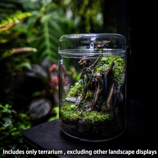 SARUFO Small Glass Plant Terrarium 4.7"X7" Inches Succulent Air Planter Fern Moss Micro-Landscape Vase for Home Garden Office Tabletop Decoration Container with Lid Indoor Wardian Copyright Patent