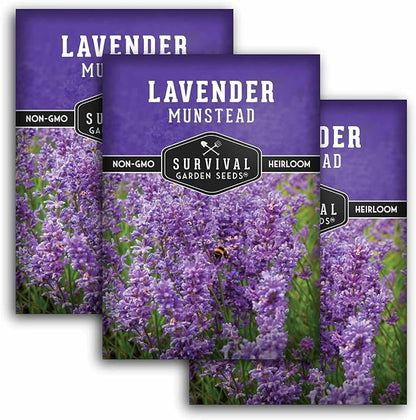 Munstead English Lavender Seeds for Planting – Compact Dwarf Hardy Perennial Herb for Indoor or Outdoor Gardens, Culinary & Fragrant Pollinator Flower - Survival Garden Seeds (3 Packs)