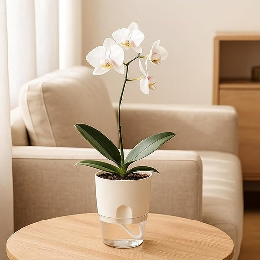 Planterhoma 8 Pack Self Watering Pots for Indoor Plants, 4 Inch Plant Pot Plastic Self Watering Planter for Orchid, African Violet, Small Clear Flower Pots with Drainage Holes and Wicking Rope, White
