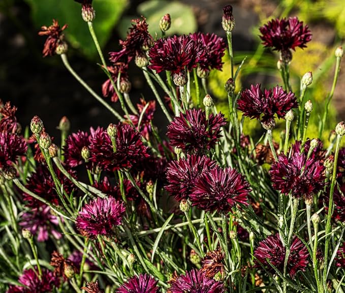 Black Cornflower 200+ Seeds to Grow Annual to Plant in Spring or in Fall Non-GMO