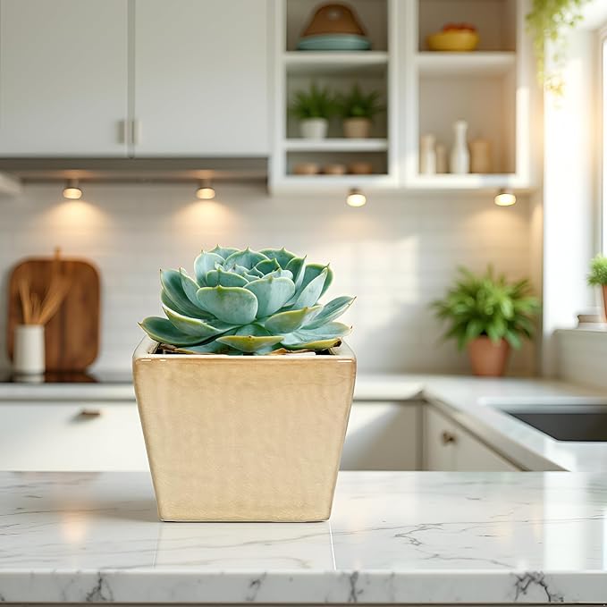 Admired by Nature 5" Ceramic Flower Planter Pot - for Home Decor, Indoor Gardens, Succulents, Organization, Display, Storage - Medium White