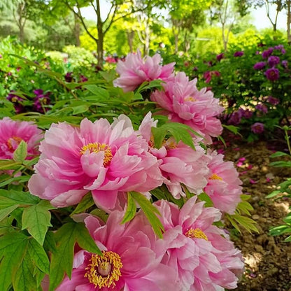 100Pcs Peony Flower Seeds – Premium Peony Seeds for Planting – Easy to Grow Fragrant Garden Flowers for Outdoor, Yard, Patio & Landscaping Decoration