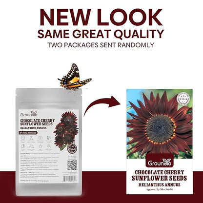 Chocolate Cherry Sunflower Seeds, 6-8 FT Giant Burgundy Black Sunflower, 80+ Helianthus Annuus Seeds, Non-GMO | Heirloom | High Germination | Attracts Pollinators