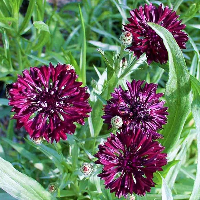 TomorrowSeeds - Black Ball Bachelor Button Seeds - 3000+ Count - for 2026 Planting Centaurea Cyanus Dark Purple Cornflower Edible USA Garden Corn Flower Grow Your Own Home Farm Patio Healthy