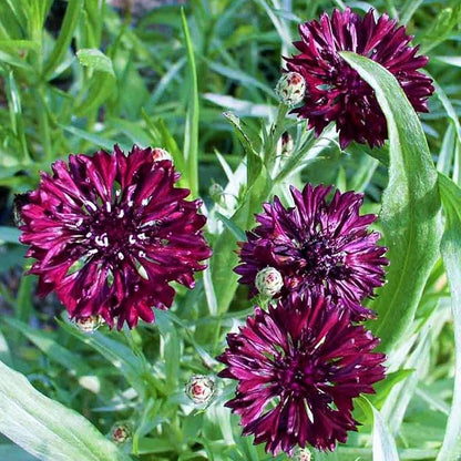 TomorrowSeeds - Black Ball Bachelor Button Seeds - 3000+ Count - for 2026 Planting Centaurea Cyanus Dark Purple Cornflower Edible USA Garden Corn Flower Grow Your Own Home Farm Patio Healthy