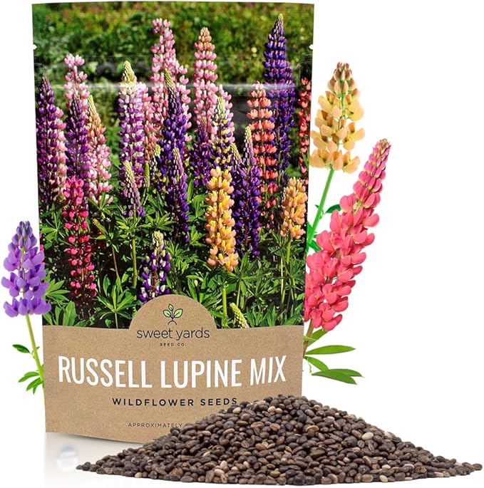 Russell Lupine Seeds – Bulk Quarter Pound Bag – Over 5,000 Open Pollinated Non-GMO Perennial Wildflower Seeds – Lupinus polyphyllus