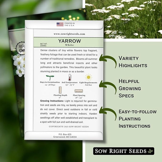 Sow Right Seeds - Common White Yarrow Seeds for Planting - Non-GMO Heirloom Packet with Instructions to Grow an Outdoor Flower Garden - Medicinal Herb & Native Wildflower - Perennial Achillea (2)