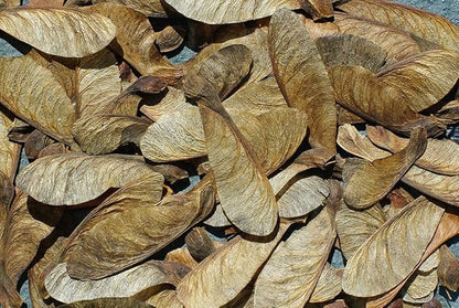 Brown Farm Academy Sugar Maple, Tree Seeds (Acer Saccharum) 50 Seeds for Fall Colors and Sugar Maple Syrup