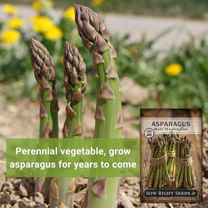 Sow Right Seeds - Mary Washington Asparagus Seed for Planting - Non-GMO Heirloom Packet with Instructions to Plant an Outdoor Home Vegetable Garden - Classic Perennial Stalks with Hearty Flavor (4)