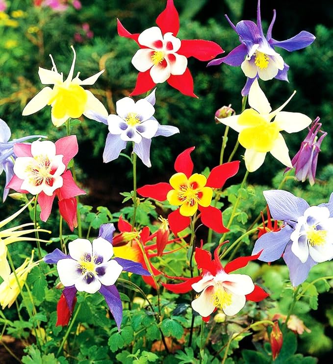 100 pcs Columbine McKana Giants Flower Seeds, Perennial Colorful Attracts Bees and Hummingbirds from USA Aquilegia caerulea