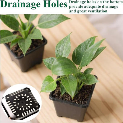 50 Packs Square Nursery Pots for Plants 6.1 Inch Succulent Plant Pots Set Plastic Seedling Starting Pots with Drainage Holes Nursery Pots Variety Pack Flower pots Planter Seed Starter, Black