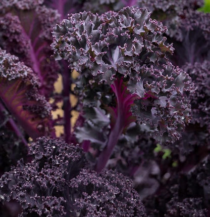 Scarlet Red Kale Seeds for Planting – Plant & Grow Heirloom Scarlet Red Kale in Home Outdoor Vegetable Garden, Brassica oleracea – 2 Packets