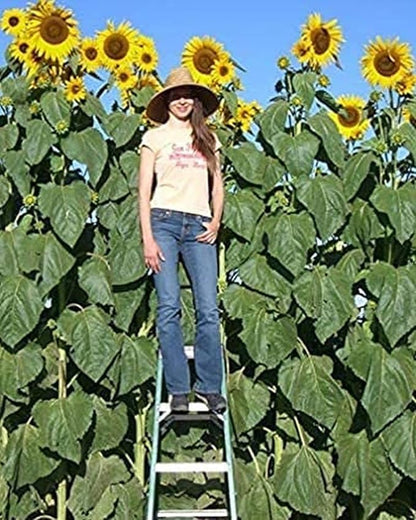 Skyscraper Sunflower Seeds for Planting 40 Seeds Huge 15-20 feet Tall (Skyscraper Sunflower)