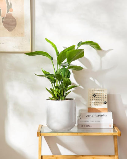 vancasso 8 Inch Ceramic Plant Pots, Planters with Drainage Hole, Flower Pots Planters Pots for Indoor Plants, Modern Indoor Decorative Garden Pot, Home Decor, White