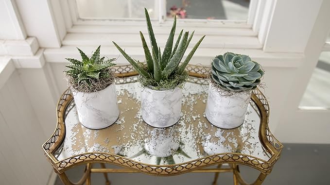 Espoma Organic Cactus Potting Soil Mix, Natural & Organic Soil for Cactus, Succulent, Palm, and Citrus grown in containers both indoors and outdoors, 4 qt, Case of 12