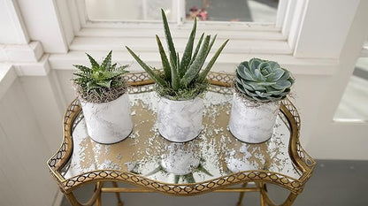 Espoma Organic Cactus Potting Soil Mix, Natural & Organic Soil for Cactus, Succulent, Palm, and Citrus grown in containers both indoors and outdoors, 4 qt, Case of 12
