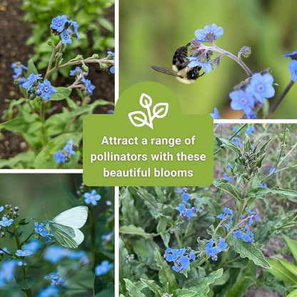 Sow Right Seeds - Forget-Me-Not Flower Seeds for Planting (Cynoglossum amabile) - Non-GMO Heirloom Packet with Instructions - Great to Pair with Cards of Remembrance - Small Blue Memory Blooms (25)
