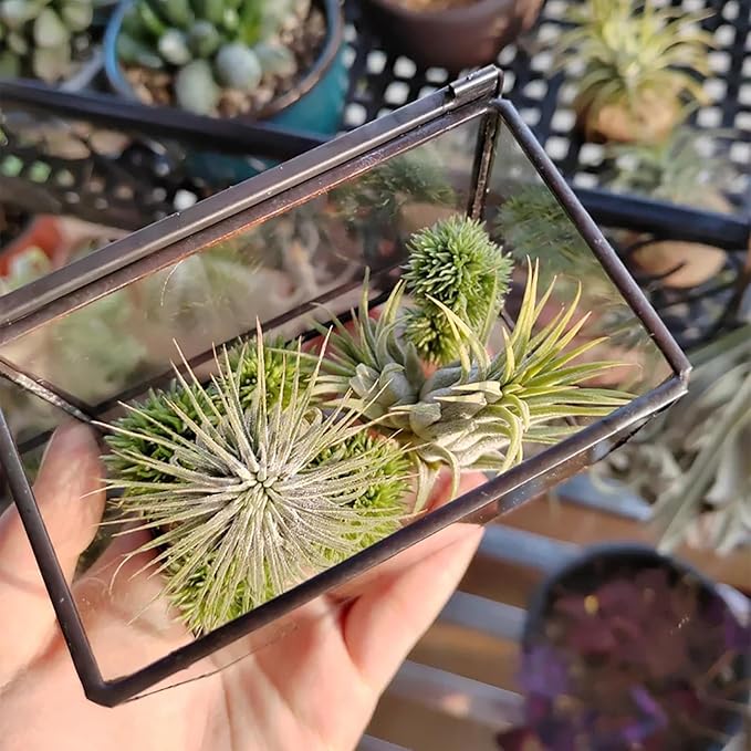 4 Inches Mini Glass Terrarium Set of 2 with Lid - Tiny Rectangle Glass Container Box for Succulents, Air Plants, Fairy Garden, Home Decor (10x7x6cm & 7x6x10cm)