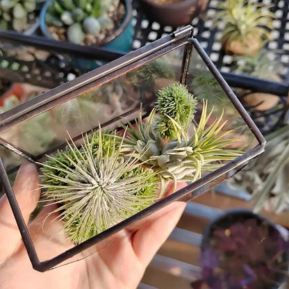 4 Inches Mini Glass Terrarium Set of 2 with Lid - Tiny Rectangle Glass Container Box for Succulents, Air Plants, Fairy Garden, Home Decor (10x7x6cm & 7x6x10cm)
