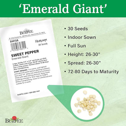 Burpee Emerald Giant Sweet Pepper Seeds 30 seeds