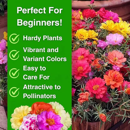 20,000+ Moss Rose Seeds (Portulaca Grandiflora) - Mixed Color Perennial Ground Cover, Non-GMO, Heirloom, Vibrant Blooms for Garden Beds, Outdoor Planting & Garden Beautification