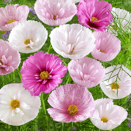 Outsidepride Cupcakes Blush Cosmos Bipinnatus Seeds - 50 Pcs Annual, Easy to Grow & Drought Tolerant Flower Seeds for Planting w/Finely Pleated Blooms, Ideal for Cut Flower & Wildflower Meadows