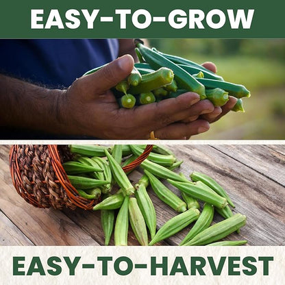 Okra Clemson Spineless – 225 Premium Seeds for Planting – High-Yield, Tender Heirloom Pods for The 2026 Season – 15 Gram Pouch