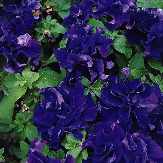 300+ Double Petunia Seeds for Planting Dwarf Wave Petunia Flower Non-GMO Heirloom Seeds for Home Garden