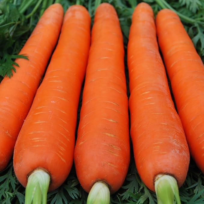 Seeds Vegetable Carrot Red Giant - 1000 Seeds