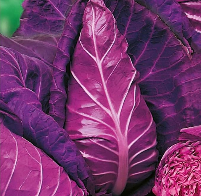 Seeds Red Kalibos Cabbage Giant Non GMO Vegetable for Planting