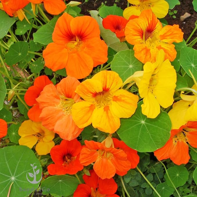 Dwarf Jewel Mix Nasturtium Flower Seeds, Large Pack of 500 Seeds by Seeds2Go