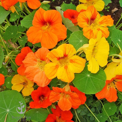 Dwarf Jewel Mix Nasturtium Flower Seeds, Large Pack of 500 Seeds by Seeds2Go
