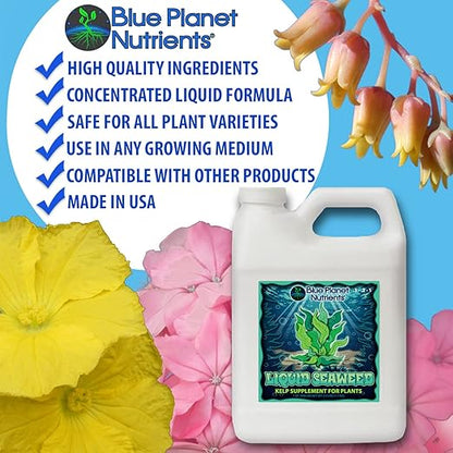 Liquid Kelp Seaweed Fertilizer Concentrate (Gallon) - Blue Planet Nutrients Ascophyllum Nodosum Liquid Seaweed Supplement - Makes 1,600+ Gallons - Organic Kelp for All Plants & Gardens