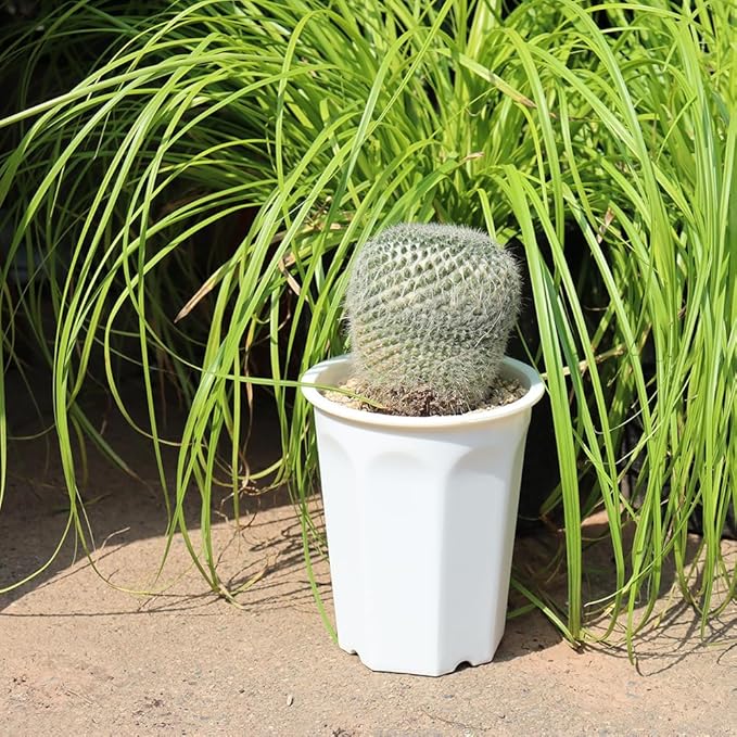 BangQiao 10 Pack 5.30 Inch White Plastic Deep Nursery Pot and Seedling Planter for Succulent, Cutting, Transplanting